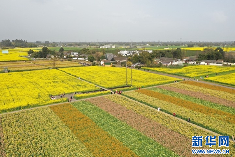 凯发国际首页乡村振兴在行动｜四川成都：园区沃土“育”出智慧农业新图景(图7)