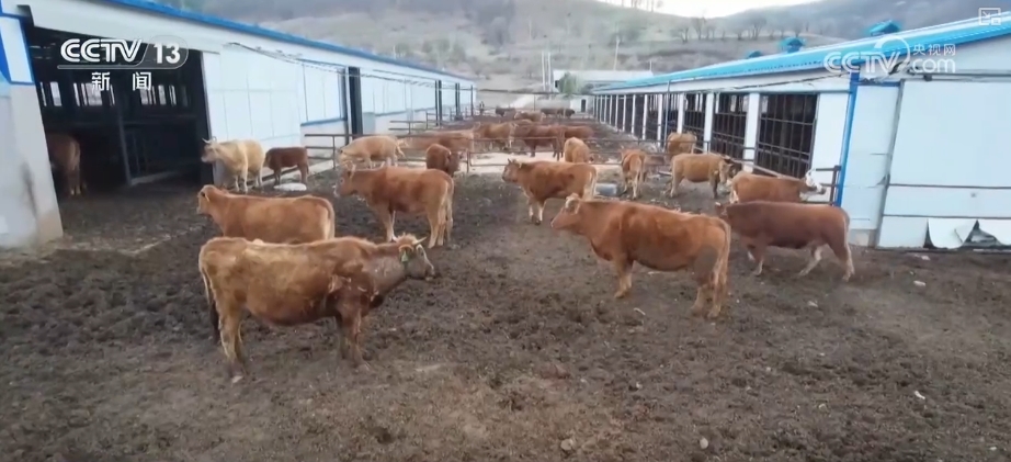 构建现代饲草产业做好饲料“文章”更好保障国家粮食安全与重要农产品供给K8国际入口(图4)
