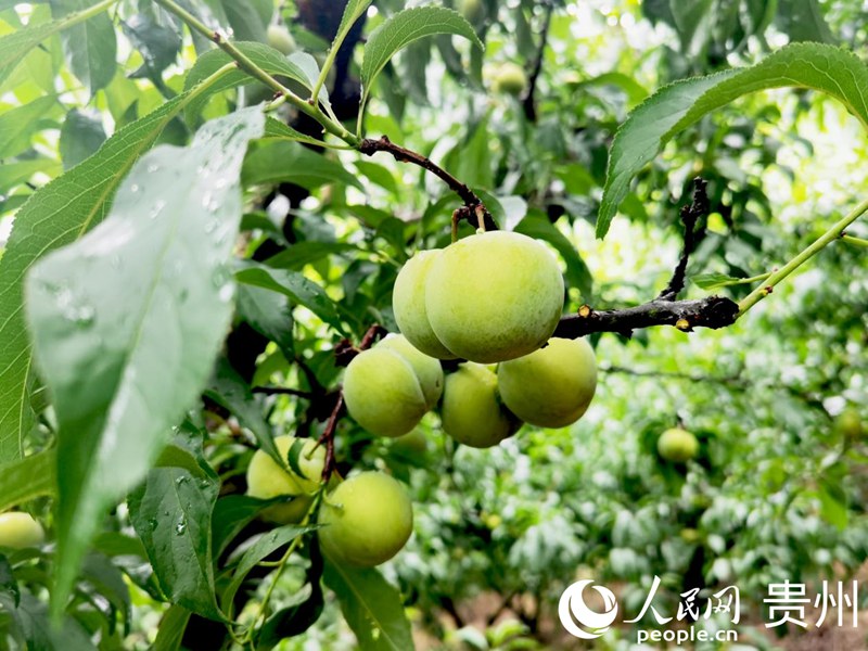 贵州安顺：生态打底“甜蜜产业”富农家
