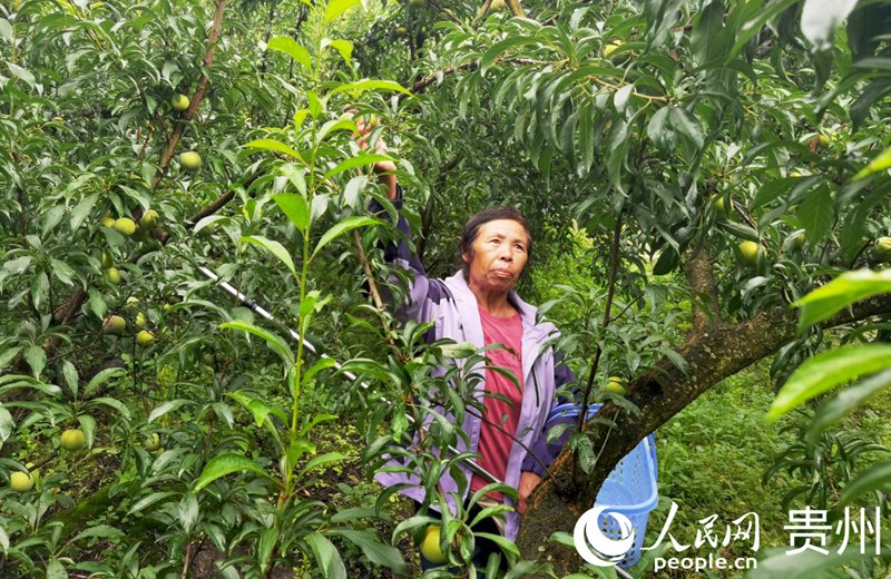贵州安顺：生态打底“甜蜜产业”富农家(图4)