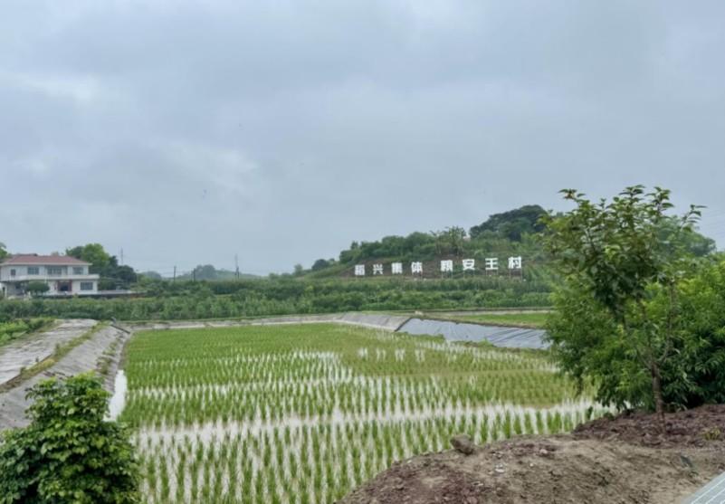 四川井研王村镇：高标准农田筑基“四好农村路”架桥绘就乡村振兴蓝图凯发国际(图2)