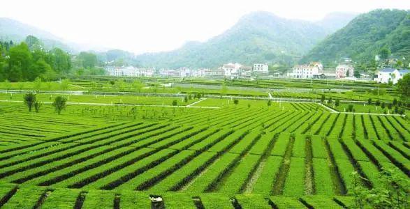 2025年腐植酸肥料市场将破800亿！功能性产品占比超65%