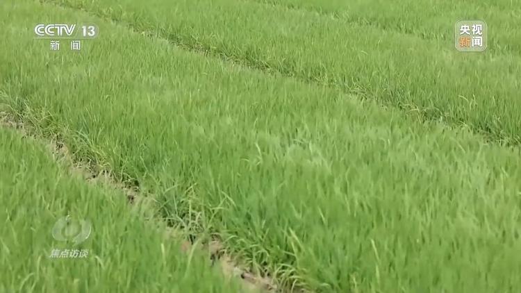 良田+良种+良机法来看山东保丰收秘籍(图2)