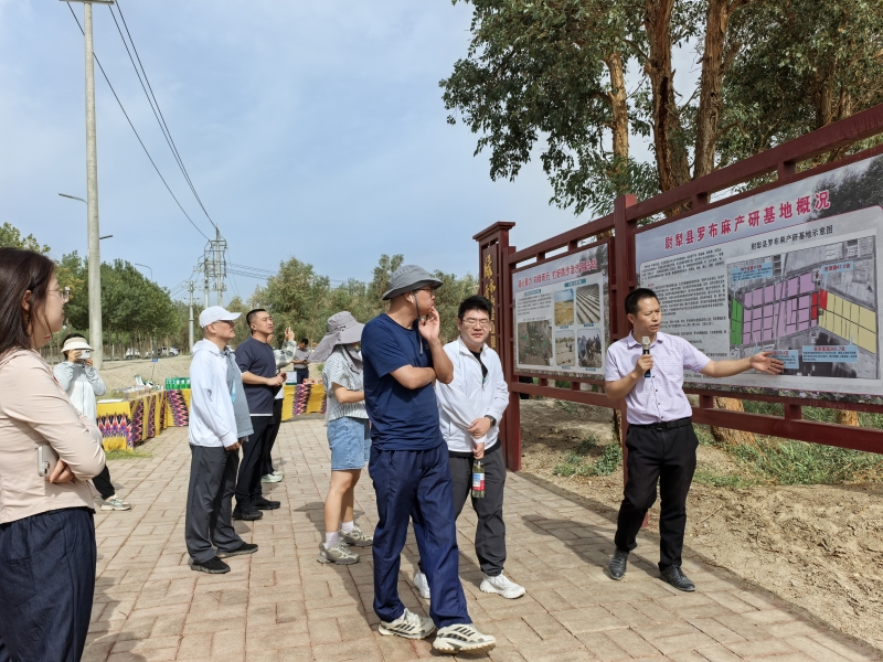 凯发国际首页从“戈壁仙草”看防沙治沙的“新疆智慧”