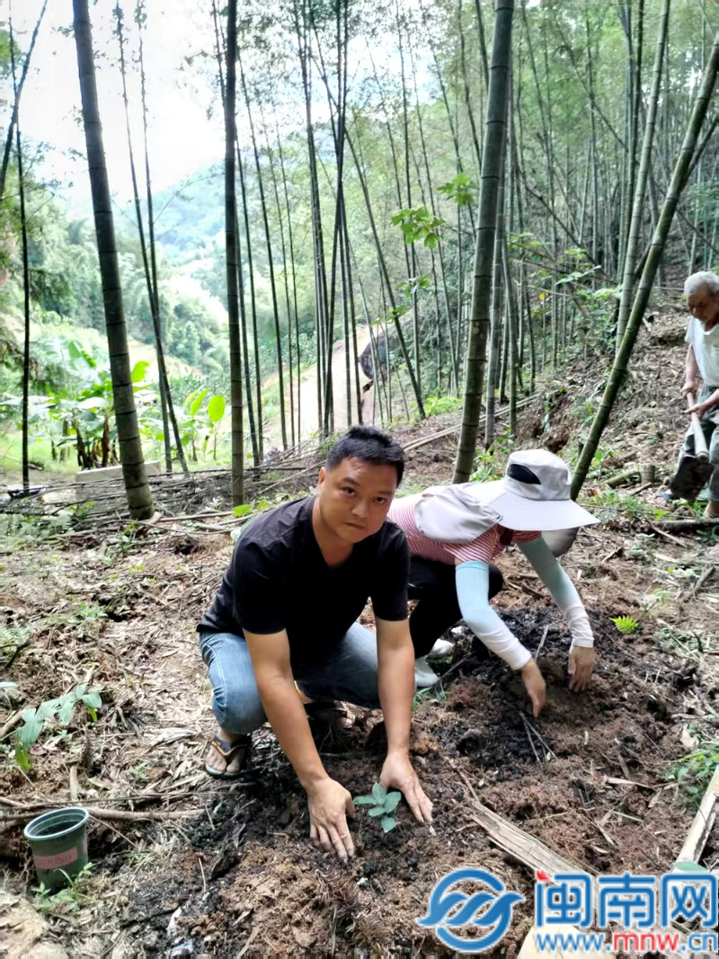 华安：林下铺就“黄金”路粪污变“金肥”促循环