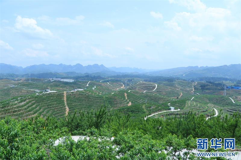 贵州平塘：山地农业开启数智新篇(图3)