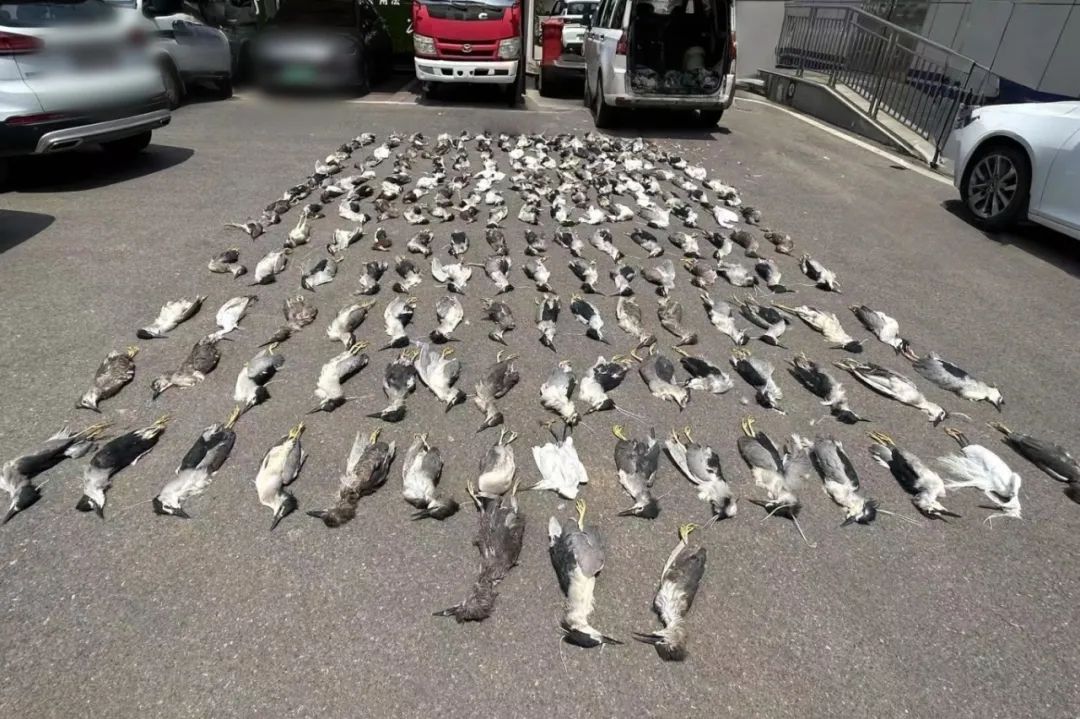 用浸泡过剧毒小鱼绝户式捕杀6000多只“三有”鸟类16人判刑凯发国际首页