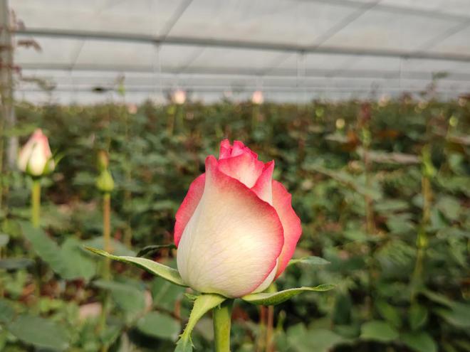 凯发国际从花卉到蓝莓：雷马散光膜如何成为高原农业的“防灼伤万能公式”