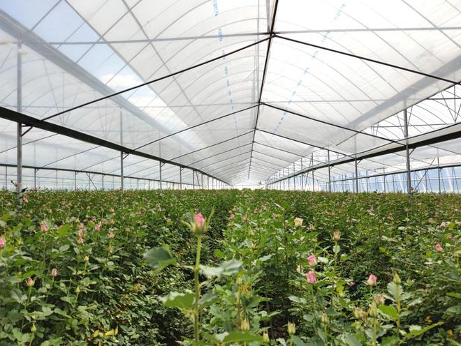 凯发国际从花卉到蓝莓：雷马散光膜如何成为高原农业的“防灼伤万能公式”(图2)