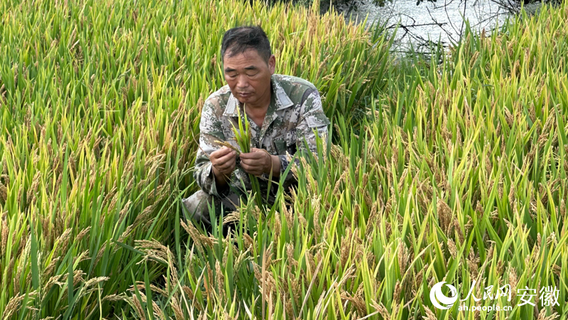 行进中国丨鱼米之乡何以成为种业大县？
